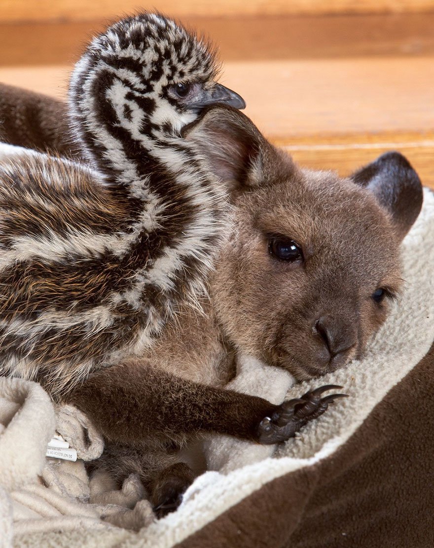 Экзотические животные это. Эму коала кенгуру. Шиншиллы сумчатые. Необычная Дружба животных. Милые домашние животные.